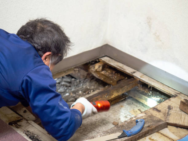 Best Black Mold Removal  in Irwindale, CA