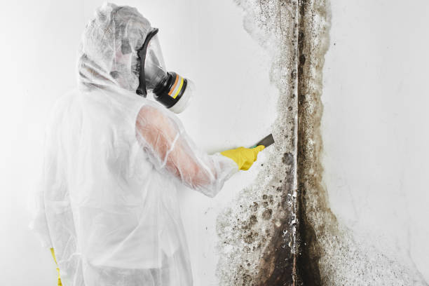 Best Attic Mold Removal  in Irwindale, CA