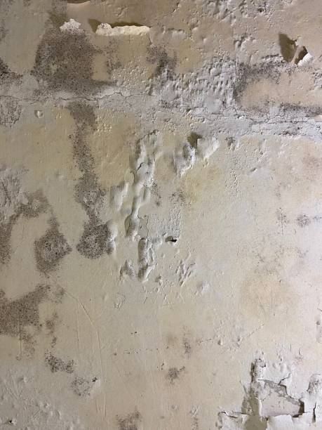 Best Crawl Space Mold Removal  in Irwindale, CA